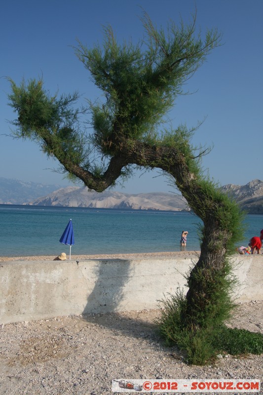 Krk - Baska
Mots-clés: BaÅ¡ka Croatie geo:lat=44.96759699 geo:lon=14.75029625 geotagged HRV Primorsko-Goranska mer plante