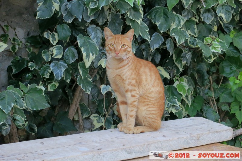 Dubrovnik - Cat
Mots-clés: Bosanka Croatie DubrovaÄ�ko-Neretvanska geo:lat=42.63946651 geo:lon=18.10941422 geotagged HRV PloÄ�e medieval animals chat