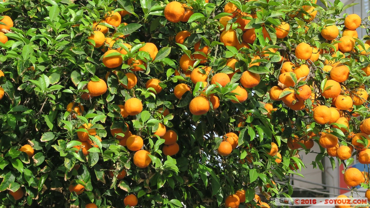 Athens - Gkazi - Orange Tree
Mots-clés: Athina Proastia Gk&aacute;zi GRC Gr&egrave;ce Athens Athenes Attica Arbres