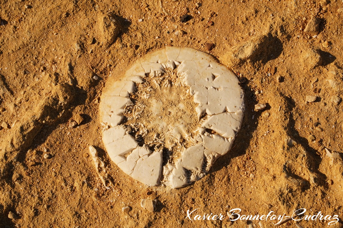 Gozo - Dwejra Bay
Mots-clés: Dwejra geo:lat=36.04919438 geo:lon=14.19084907 geotagged Malte MLT Saint Lawrence San Lawrenz Malta Gozo paysage coquillage