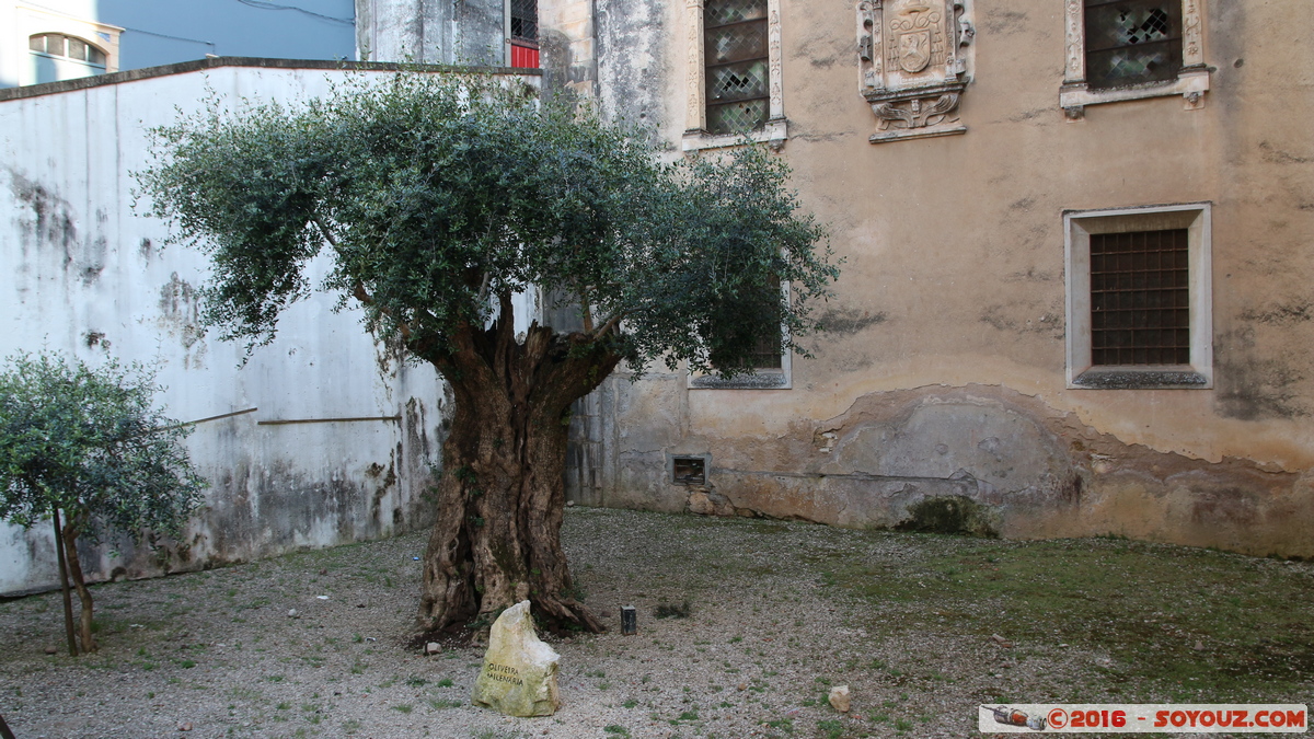 Coimbra - S&eacute; Velha - Oliveira Milenaria
Mots-clés: Coimbra geo:lat=40.20888467 geo:lon=-8.42682500 geotagged Portugal PRT Arbres