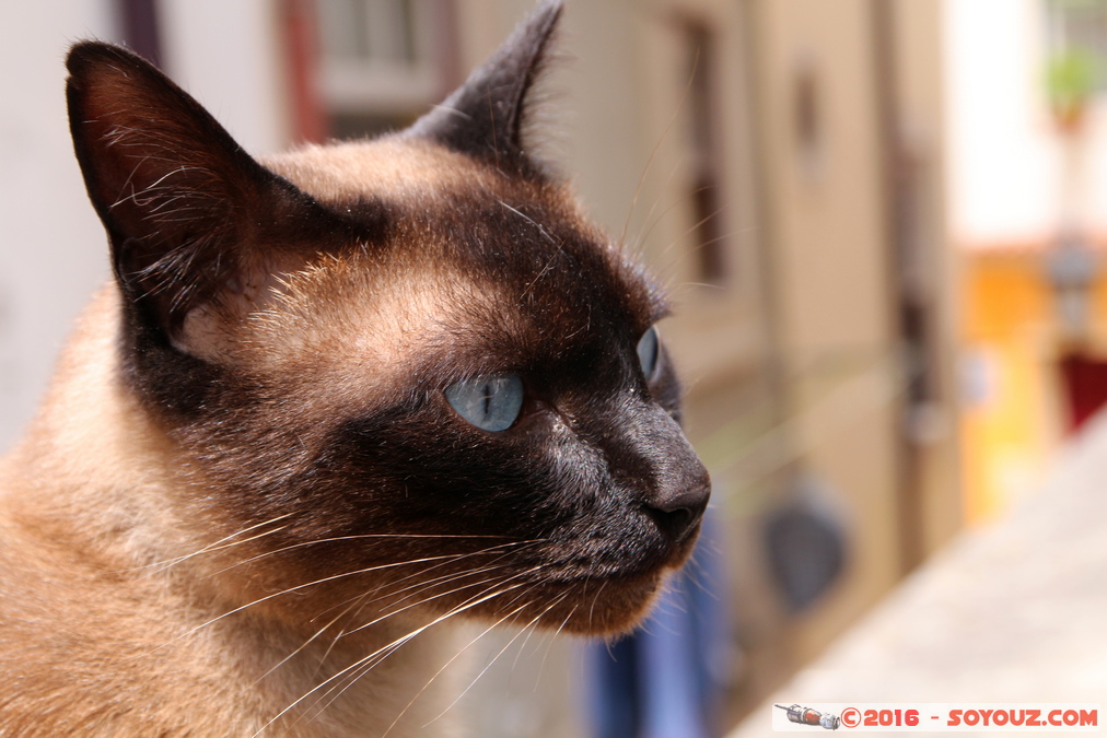 Coimbra - Gato
Mots-clés: Coimbra geo:lat=40.20771209 geo:lon=-8.42855483 geotagged Portugal PRT Rua Joaquim Ant&oacute;nio de Aguiar