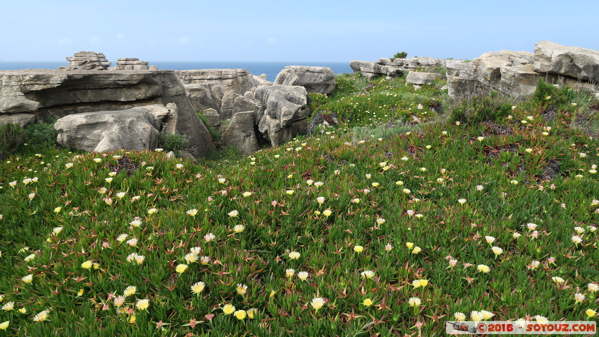 Peniche - Cabo Carvoeiro
Mots-clés: geo:lat=39.36574727 geo:lon=-9.40405279 geotagged Leiria Peniche Portugal PRT Rem&eacute;dios Cabo Carvoeiro fleur