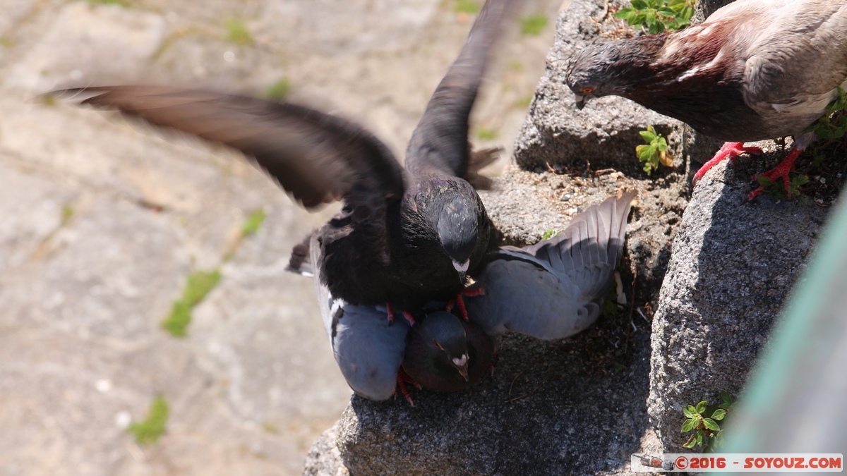 Porto - Ribeira - pombos assediadores
Mots-clés: geo:lat=41.14109803 geo:lon=-8.61234788 geotagged Porto Portugal PRT Ribeira animals oiseau pigeon