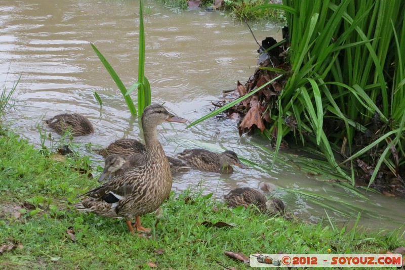 Bled - Ducks
Mots-clés: Bled geo:lat=46.36234535 geo:lon=14.08165054 geotagged Krnica SlovÃ¨nie SVN Slovenie animals oiseau canard