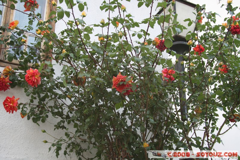 Veliko Turnovo - Varosha
Mots-clés: fleur