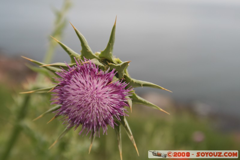 Sozopol
Mots-clés: fleur