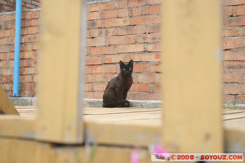 Sozopol - Chat!
Mots-clés: animals chat