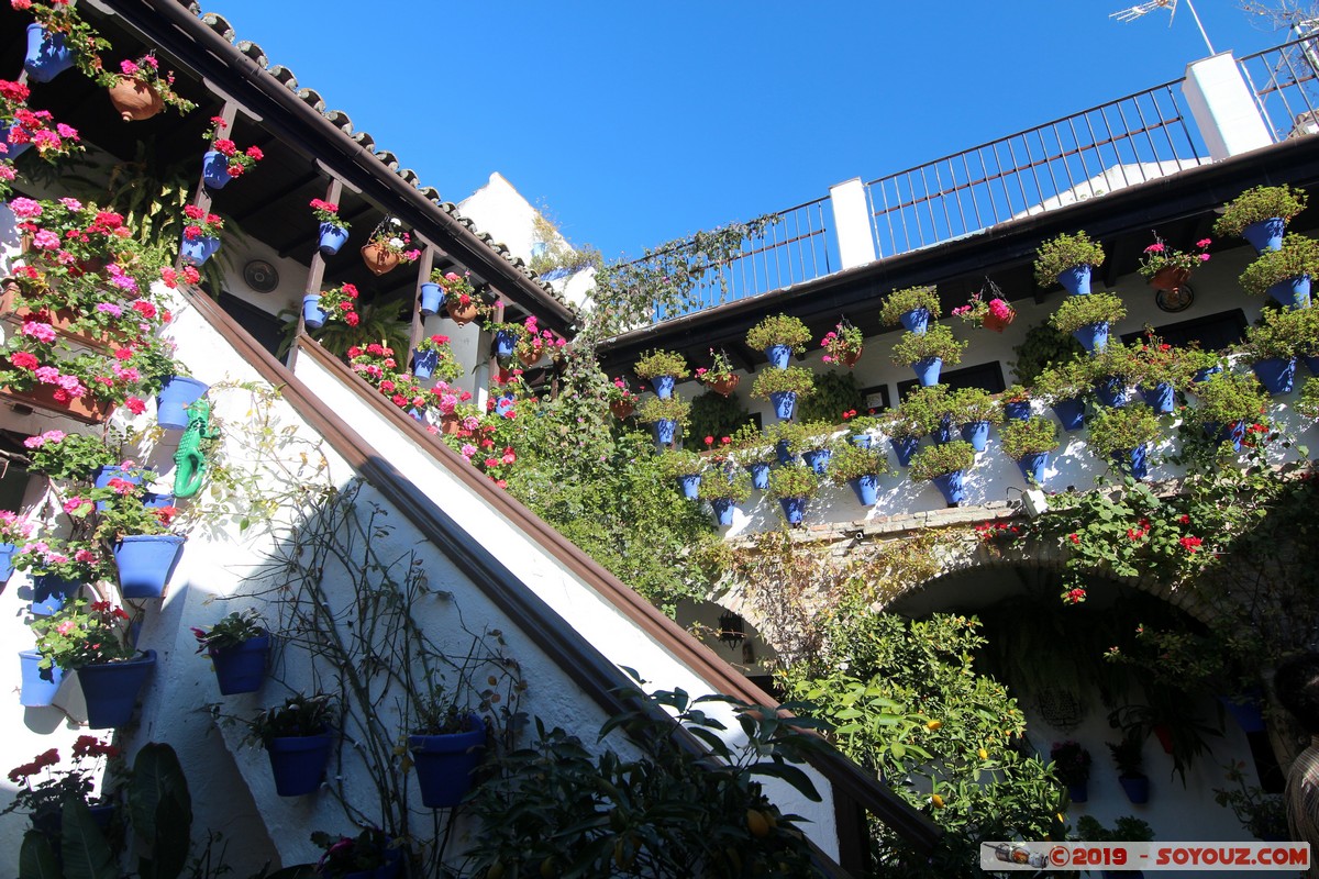Cordoba - Patios Cordobeses
Mots-clés: Andalucia C&oacute;rdoba ESP Espagne Pitas, Las (Cordoba) Patios Cordobeses Calle D San Basilio fleur