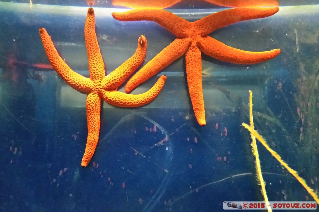 Aquarium Barcelona - Starfish
Mots-clés: Barcelona Bogatell Beach Cataluna ESP Espagne geo:lat=41.37668781 geo:lon=2.18434811 geotagged Aquarium Barcelona animals Etoile de mer