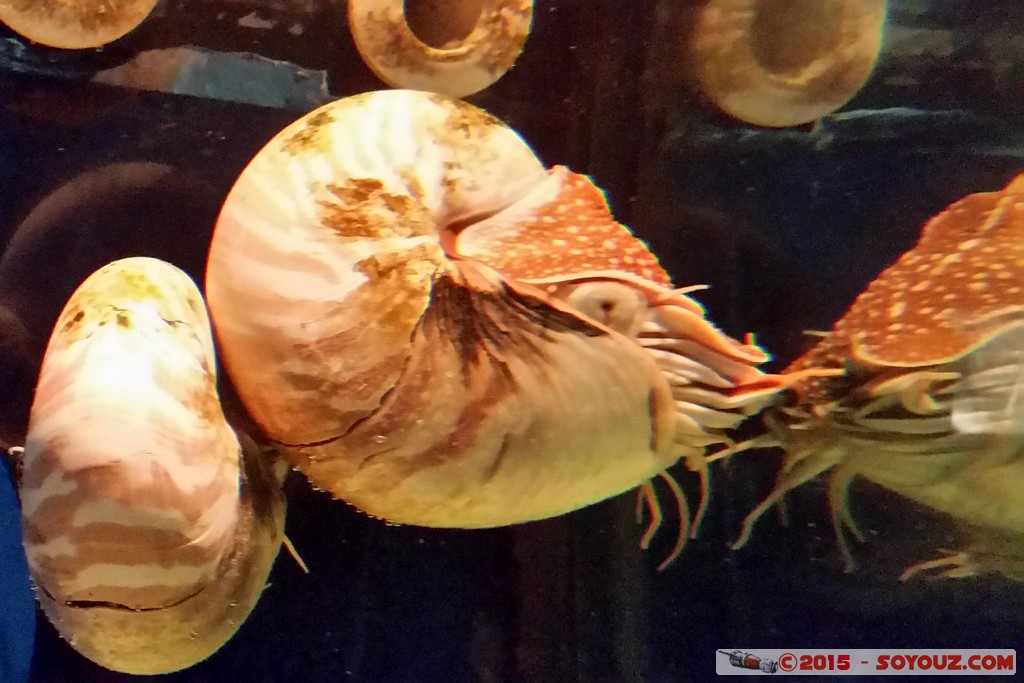 Aquarium Barcelona - Nautilus
Mots-clés: Barcelona Bogatell Beach Cataluna ESP Espagne geo:lat=41.37668781 geo:lon=2.18434811 geotagged Aquarium Barcelona animals Nautilus