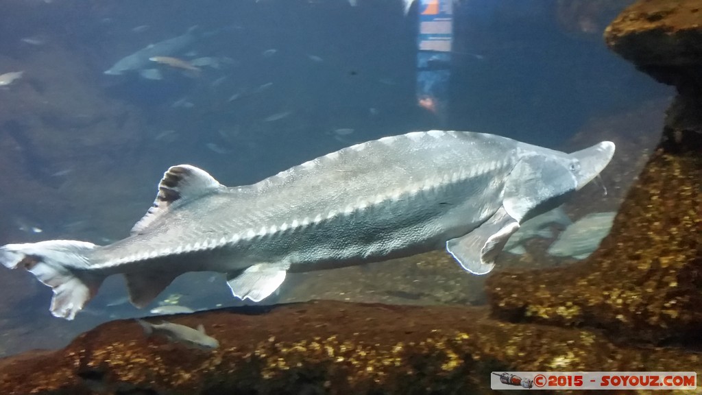 Aquarium Barcelona
Mots-clés: Barcelona Bogatell Beach Cataluna ESP Espagne geo:lat=41.37668781 geo:lon=2.18434811 geotagged Aquarium Barcelona animals Poisson