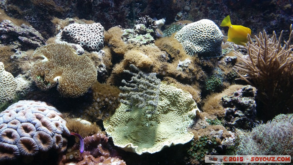 Aquarium Barcelona
Mots-clés: Barcelona Bogatell Beach Cataluna ESP Espagne geo:lat=41.37668781 geo:lon=2.18434811 geotagged Aquarium Barcelona animals