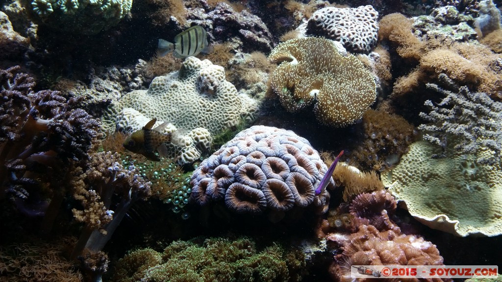 Aquarium Barcelona
Mots-clés: Barcelona Bogatell Beach Cataluna ESP Espagne geo:lat=41.37668781 geo:lon=2.18434811 geotagged Aquarium Barcelona animals Poisson