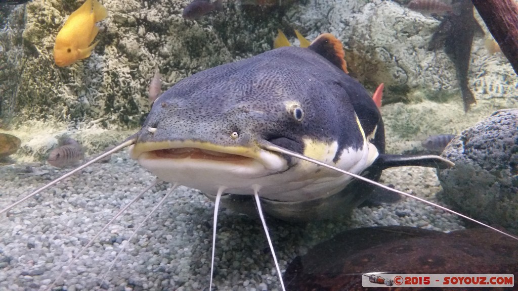 Aquarium Barcelona
Mots-clés: Barcelona Bogatell Beach Cataluna ESP Espagne geo:lat=41.37668781 geo:lon=2.18434811 geotagged Aquarium Barcelona animals Poisson