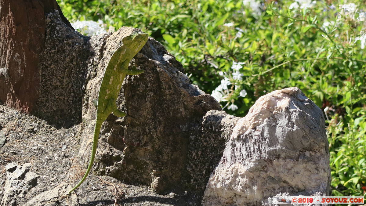 Malaga - La Alcazaba - camale&oacute;n
Mots-clés: Andalucia Caracuel ESP Espagne M&aacute;laga Malaga La Alcazaba chateau animals camelon