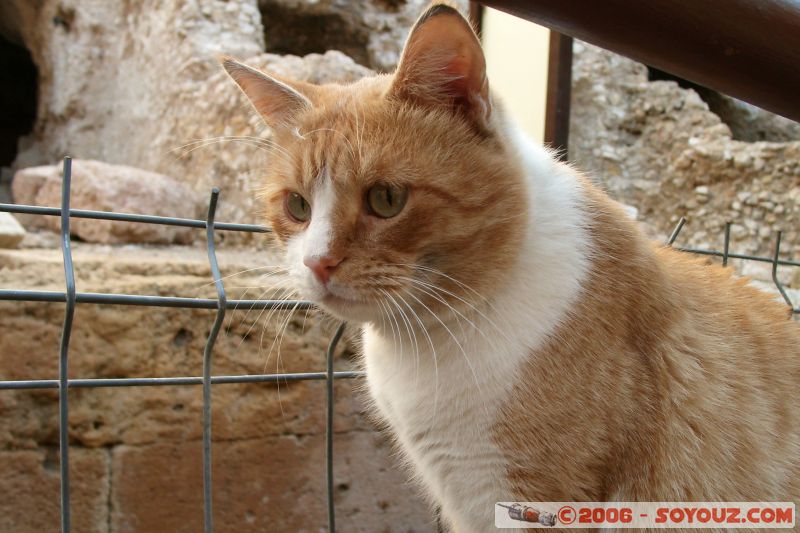 Chat!
Mots-clés: Catalogne Espagne Tarragona catedral cirque romain ruines theatre