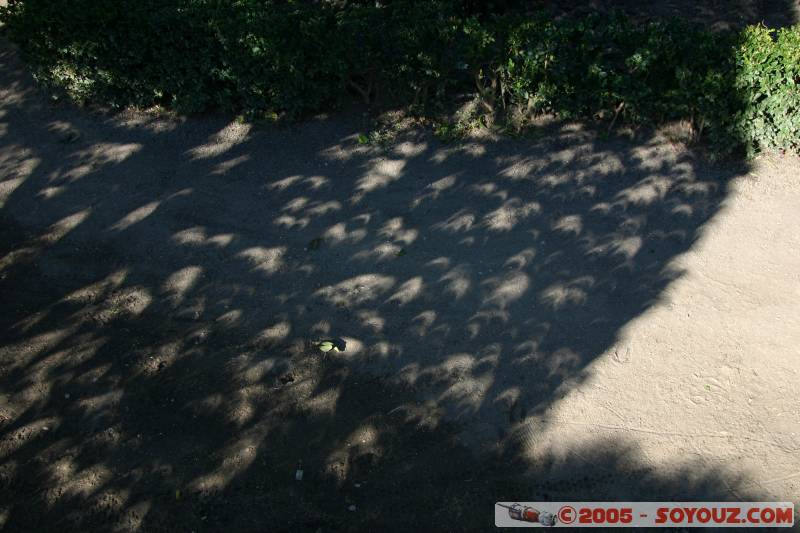 Projection de l'image du Soleil a travers les branchages
