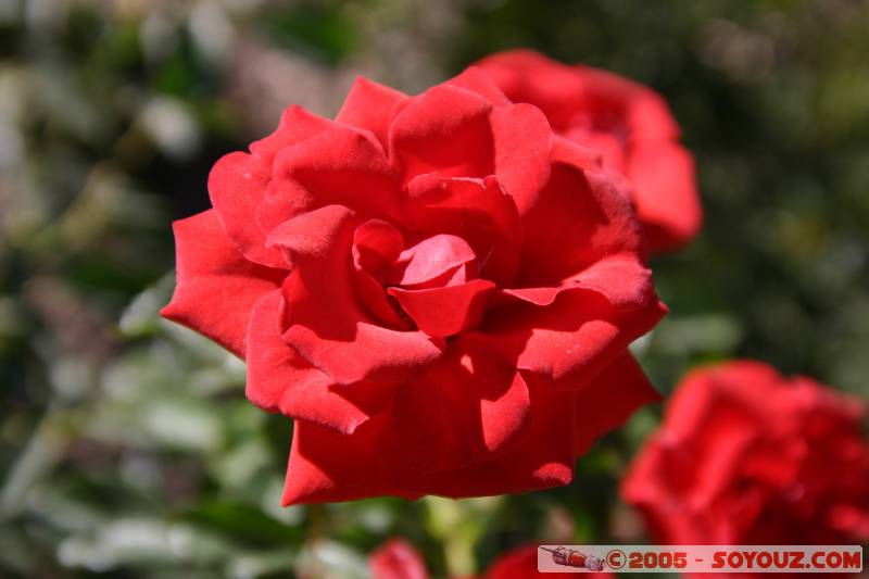 La Roseleda - Parque del Buen Retiro
