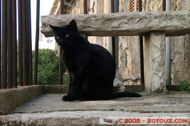 Tourette s/r Loup - Chat
