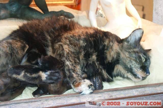 Tourette s/r Loup - Chat
