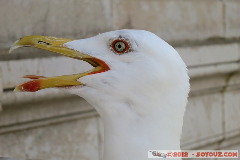 Monaco - Mouette
Mots-clés: animals oiseau Mouette