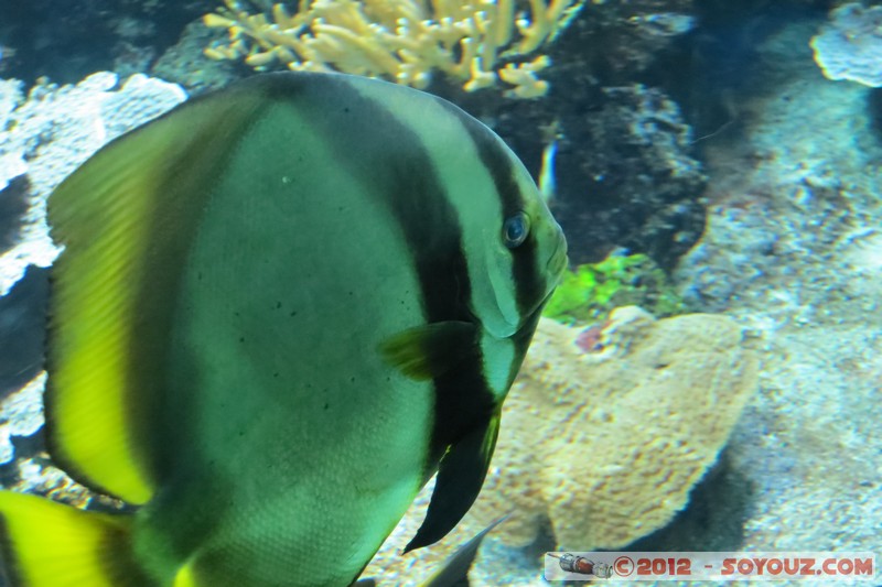 Monaco - Musée Océanographique
Mots-clés: geo:lat=43.73056123 geo:lon=7.42558837 geotagged La Condamine MCO Monaco Pointe Saint-Martin animals Poisson sous-marin