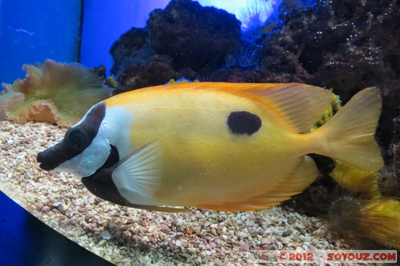 Monaco - Musée Océanographique
Mots-clés: geo:lat=43.73056123 geo:lon=7.42558837 geotagged La Condamine MCO Monaco Pointe Saint-Martin animals Poisson sous-marin