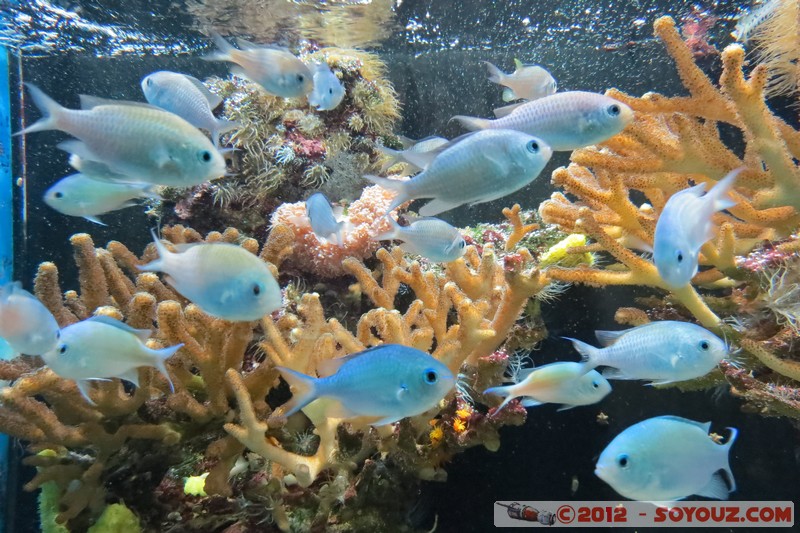 Monaco - Musée Océanographique
Mots-clés: geo:lat=43.73056123 geo:lon=7.42558837 geotagged La Condamine MCO Monaco Pointe Saint-Martin animals Poisson sous-marin