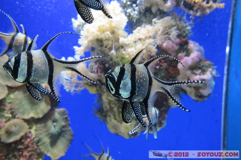 Monaco - Musée Océanographique
Mots-clés: geo:lat=43.73056123 geo:lon=7.42558837 geotagged La Condamine MCO Monaco Pointe Saint-Martin animals Poisson sous-marin