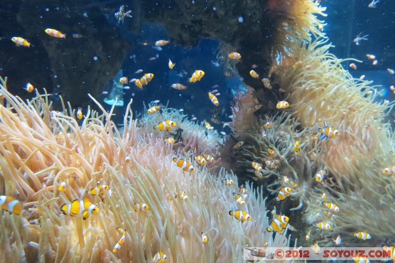 Monaco - Musée Océanographique
Mots-clés: geo:lat=43.73056123 geo:lon=7.42558837 geotagged La Condamine MCO Monaco Pointe Saint-Martin animals Poisson sous-marin