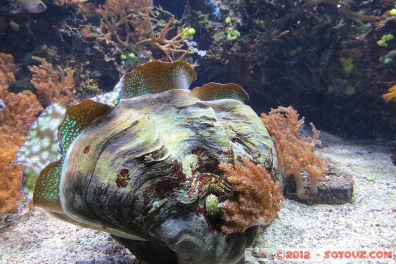 Monaco - Musée Océanographique
Mots-clés: geo:lat=43.73056123 geo:lon=7.42558837 geotagged La Condamine MCO Monaco Pointe Saint-Martin animals Poisson sous-marin