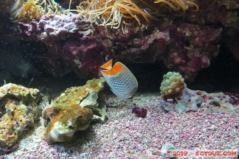 Monaco - Musée Océanographique
Mots-clés: geo:lat=43.73056123 geo:lon=7.42558837 geotagged La Condamine MCO Monaco Pointe Saint-Martin animals Poisson sous-marin