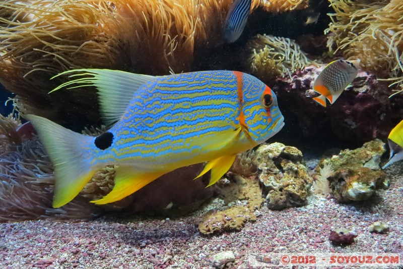 Monaco - Musée Océanographique
Mots-clés: geo:lat=43.73056123 geo:lon=7.42558837 geotagged La Condamine MCO Monaco Pointe Saint-Martin animals Poisson sous-marin