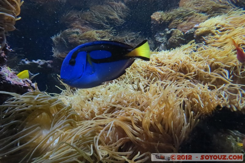 Monaco - Musée Océanographique
Mots-clés: geo:lat=43.73056123 geo:lon=7.42558837 geotagged La Condamine MCO Monaco Pointe Saint-Martin animals Poisson sous-marin