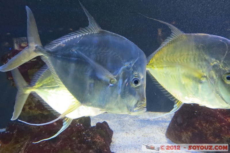 Monaco - Musée Océanographique
Mots-clés: geo:lat=43.73056123 geo:lon=7.42558837 geotagged La Condamine MCO Monaco Pointe Saint-Martin animals Poisson sous-marin