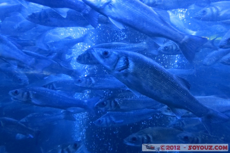 Monaco - Musée Océanographique
Mots-clés: geo:lat=43.73056123 geo:lon=7.42558837 geotagged La Condamine MCO Monaco Pointe Saint-Martin animals Poisson sous-marin