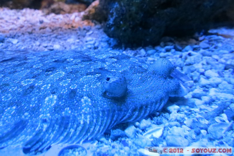 Monaco - Musée Océanographique - Soles
Mots-clés: geo:lat=43.73056123 geo:lon=7.42558837 geotagged La Condamine MCO Monaco Pointe Saint-Martin animals Poisson sous-marin