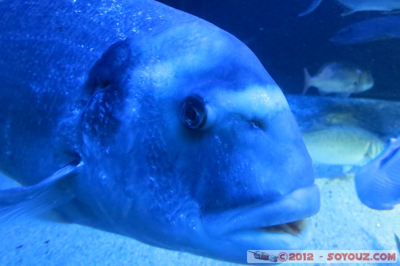 Monaco - Musée Océanographique
Mots-clés: geo:lat=43.73056123 geo:lon=7.42558837 geotagged La Condamine MCO Monaco Pointe Saint-Martin animals Poisson sous-marin