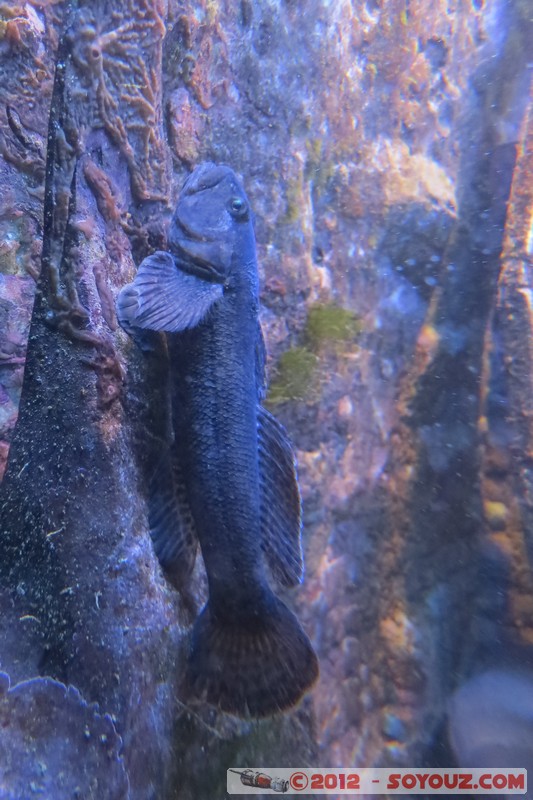 Monaco - Musée Océanographique
Mots-clés: geo:lat=43.73056123 geo:lon=7.42558837 geotagged La Condamine MCO Monaco Pointe Saint-Martin animals Poisson sous-marin