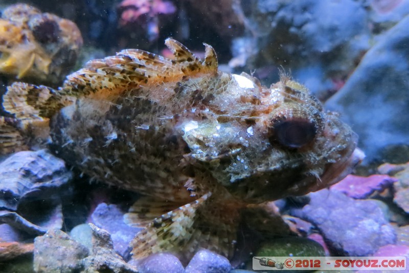 Monaco - Musée Océanographique
Mots-clés: geo:lat=43.73056123 geo:lon=7.42558837 geotagged La Condamine MCO Monaco Pointe Saint-Martin animals Poisson sous-marin