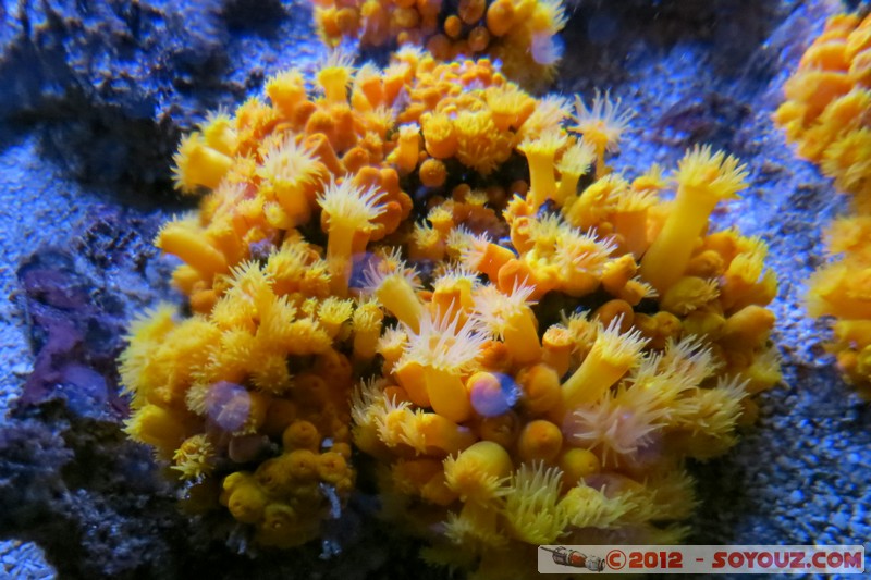 Monaco - Musée Océanographique
Mots-clés: geo:lat=43.73056123 geo:lon=7.42558837 geotagged La Condamine MCO Monaco Pointe Saint-Martin animals Poisson sous-marin