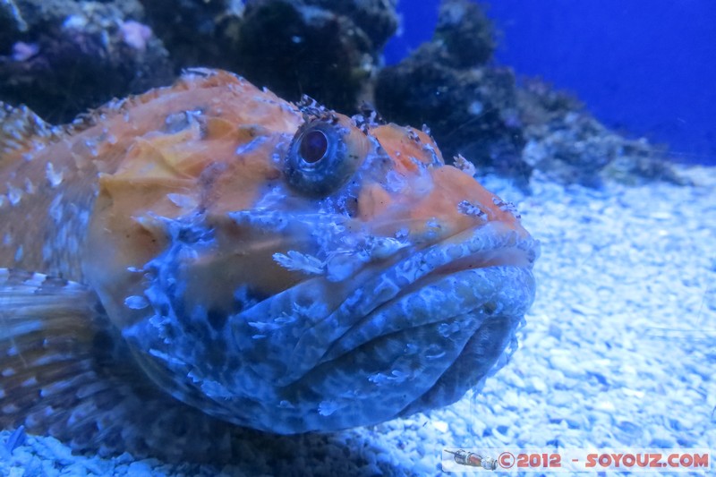 Monaco - Musée Océanographique
Mots-clés: geo:lat=43.73056123 geo:lon=7.42558837 geotagged La Condamine MCO Monaco Pointe Saint-Martin animals Poisson sous-marin