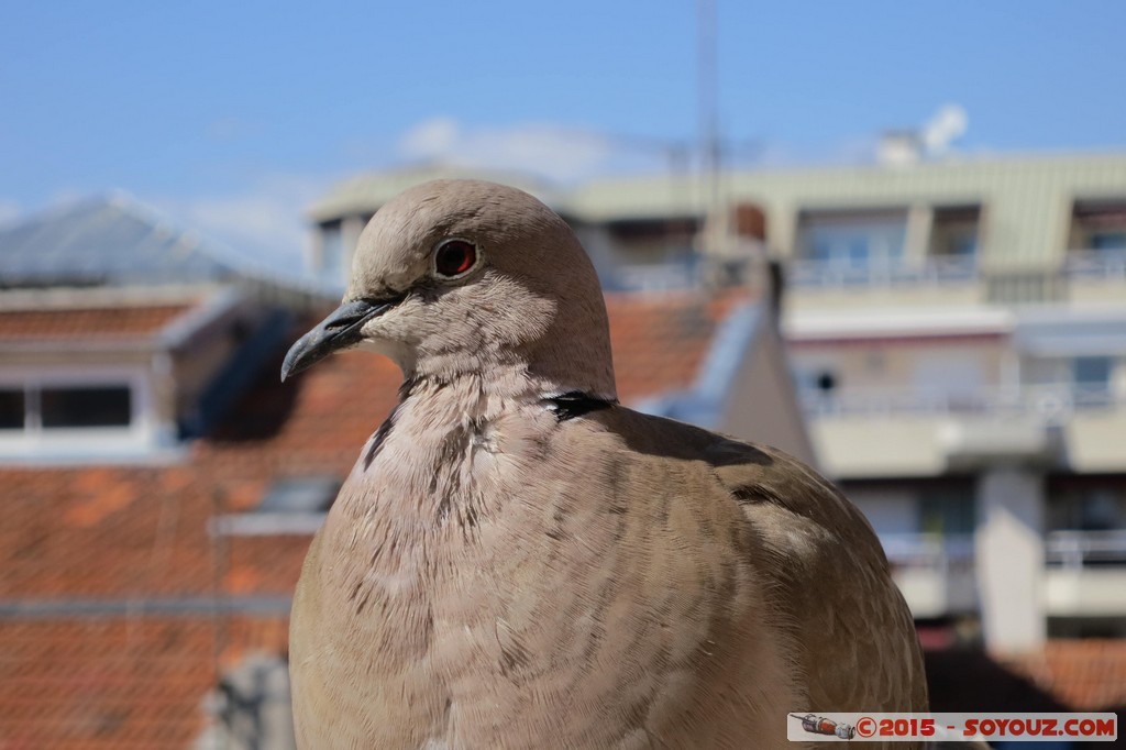 Nice - Rue Gioeffredo - Colombe
Mots-clés: FRA France geo:lat=43.69909081 geo:lon=7.27155983 geotagged Nice Nizza Provence-Alpes-Côte d'Azur Colombe animals oiseau