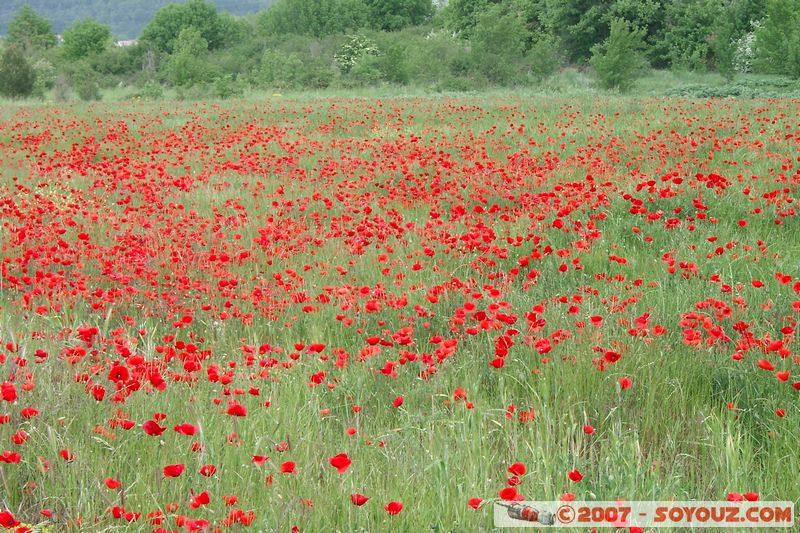 Champs de coquelicots
Mots-clés: fleur coquelicot
