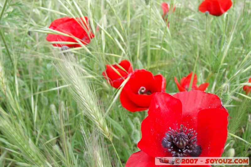 Coquelicots
Mots-clés: fleur coquelicot