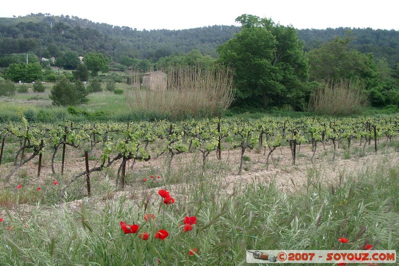 Coquelicots et vignes
Mots-clés: fleur coquelicot