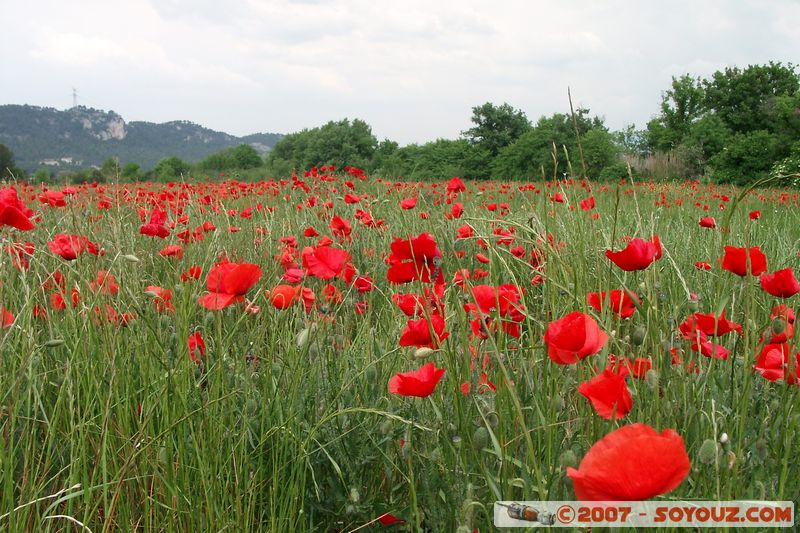 Champs de coquelicots
Mots-clés: fleur coquelicot