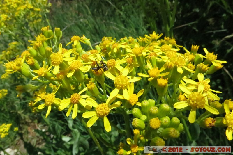 Mont Chiran
Mots-clés: fleur