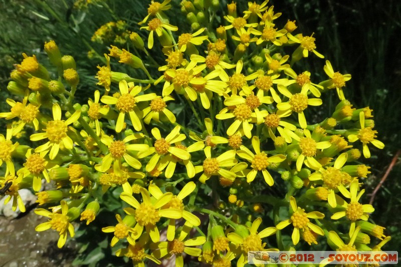 Mont Chiran
Mots-clés: fleur